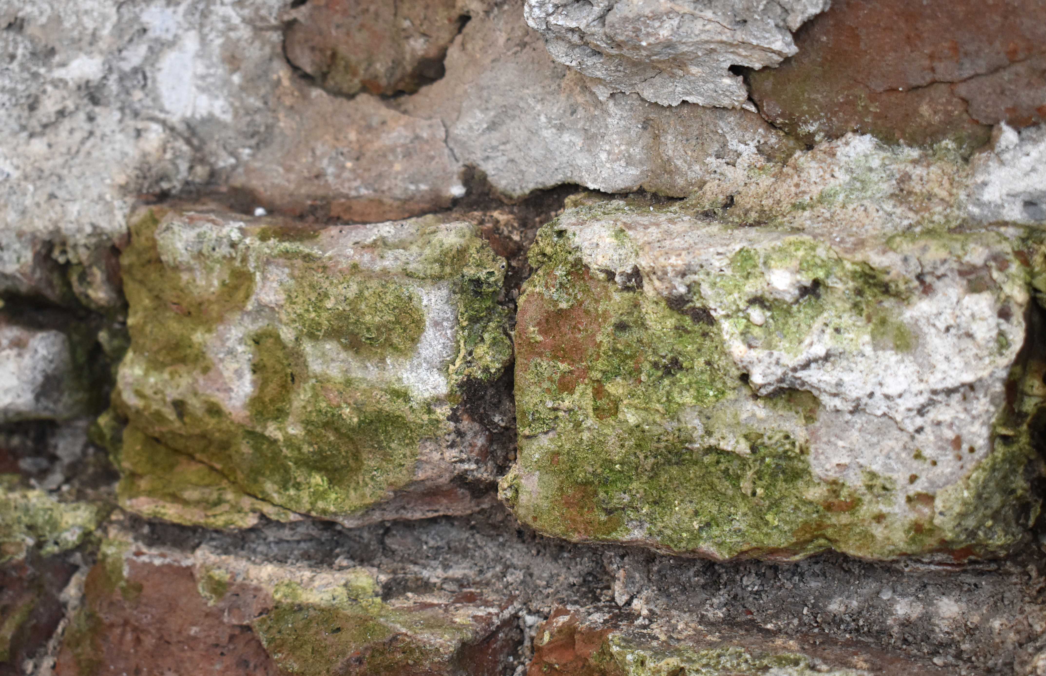 Mursten med grøn mos